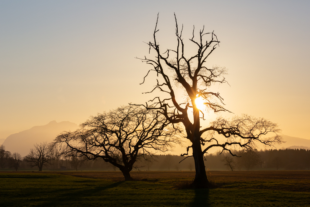 Lauteracherried im Jänner 91